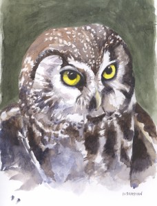 /userimg/JmDDL/boreal-owl.jpg