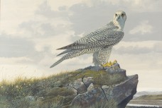 /userimg/RKXMo/Gyrfalcon.jpg