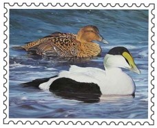 /userimg/RM4vJ/duckstamp2017.jpg