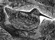 /userimg/ozAOR/Woodcock_scan.jpg